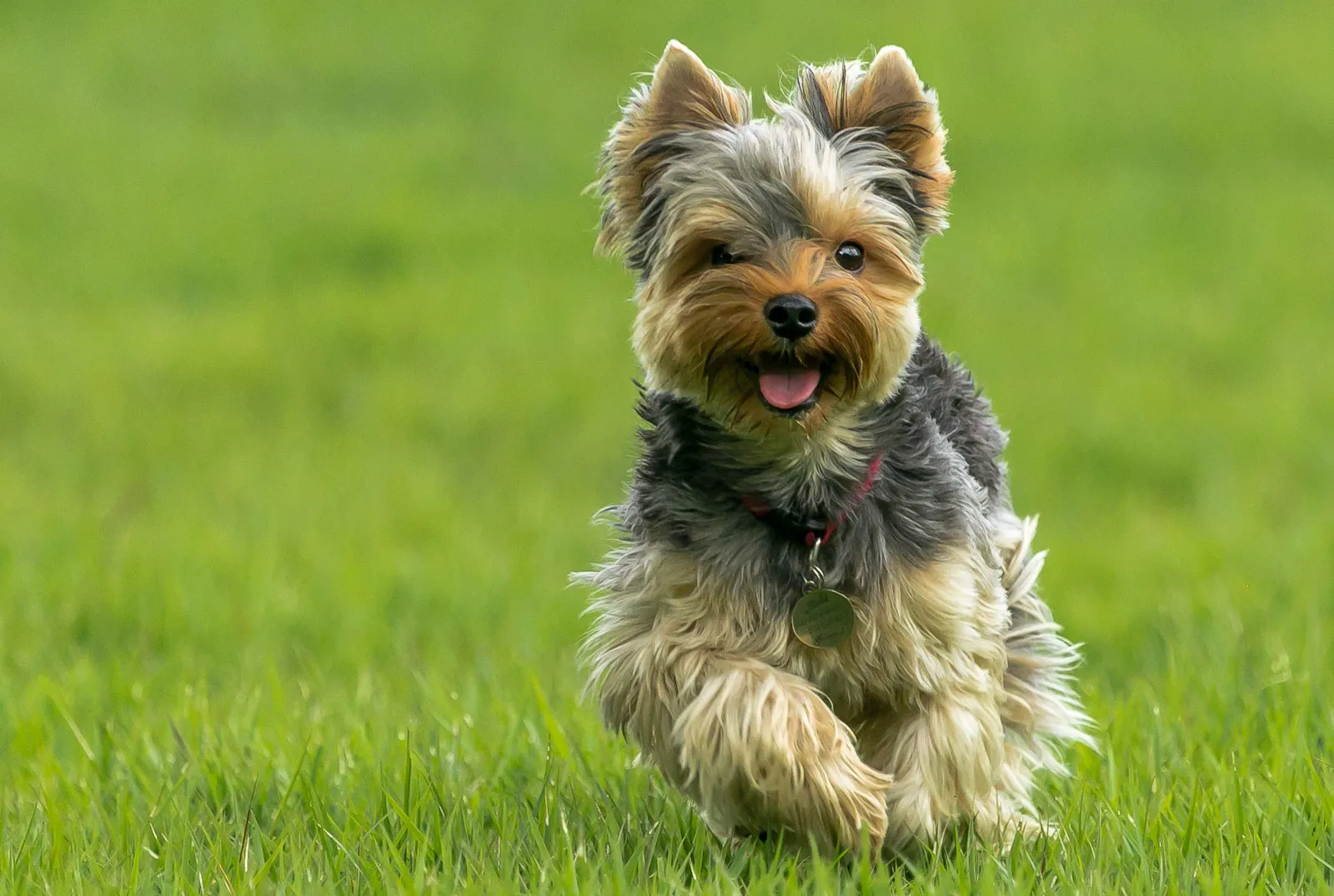 Yorkshire Terriers Unleashed: Exploring the Charismatic World of the Beloved Yorkie Breed